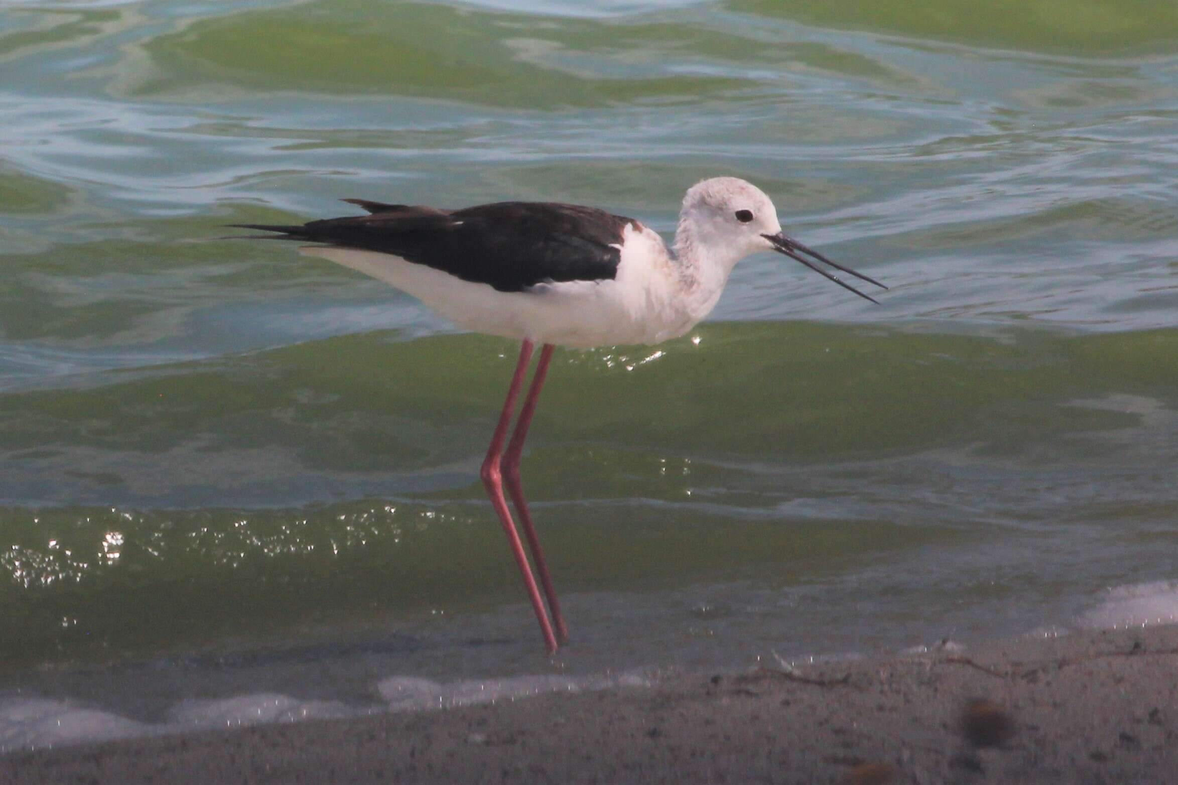 Image of Black-winged Stilt