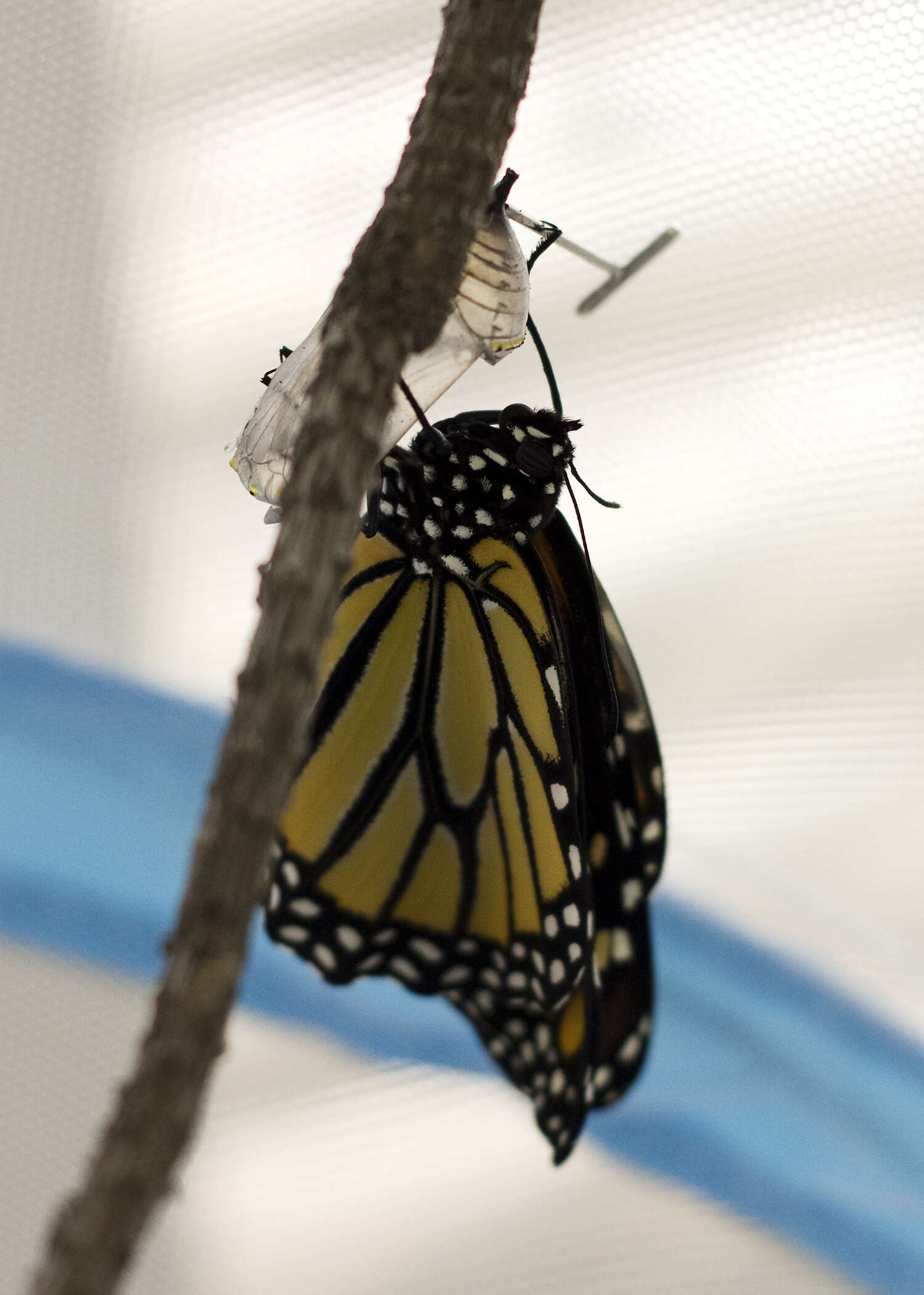 Image of Monarch Butterfly