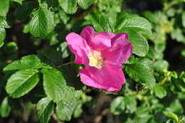 Plancia ëd Rosa rugosa Thunb.