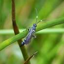 Plancia ëd Coelichneumon cyaniventris (Wesmael 1859)