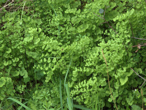 Image of California maidenhair