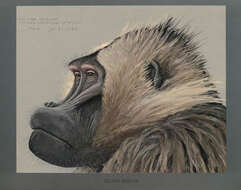 Image de Theropithecus I. Geoffroy Saint-Hilaire 1843