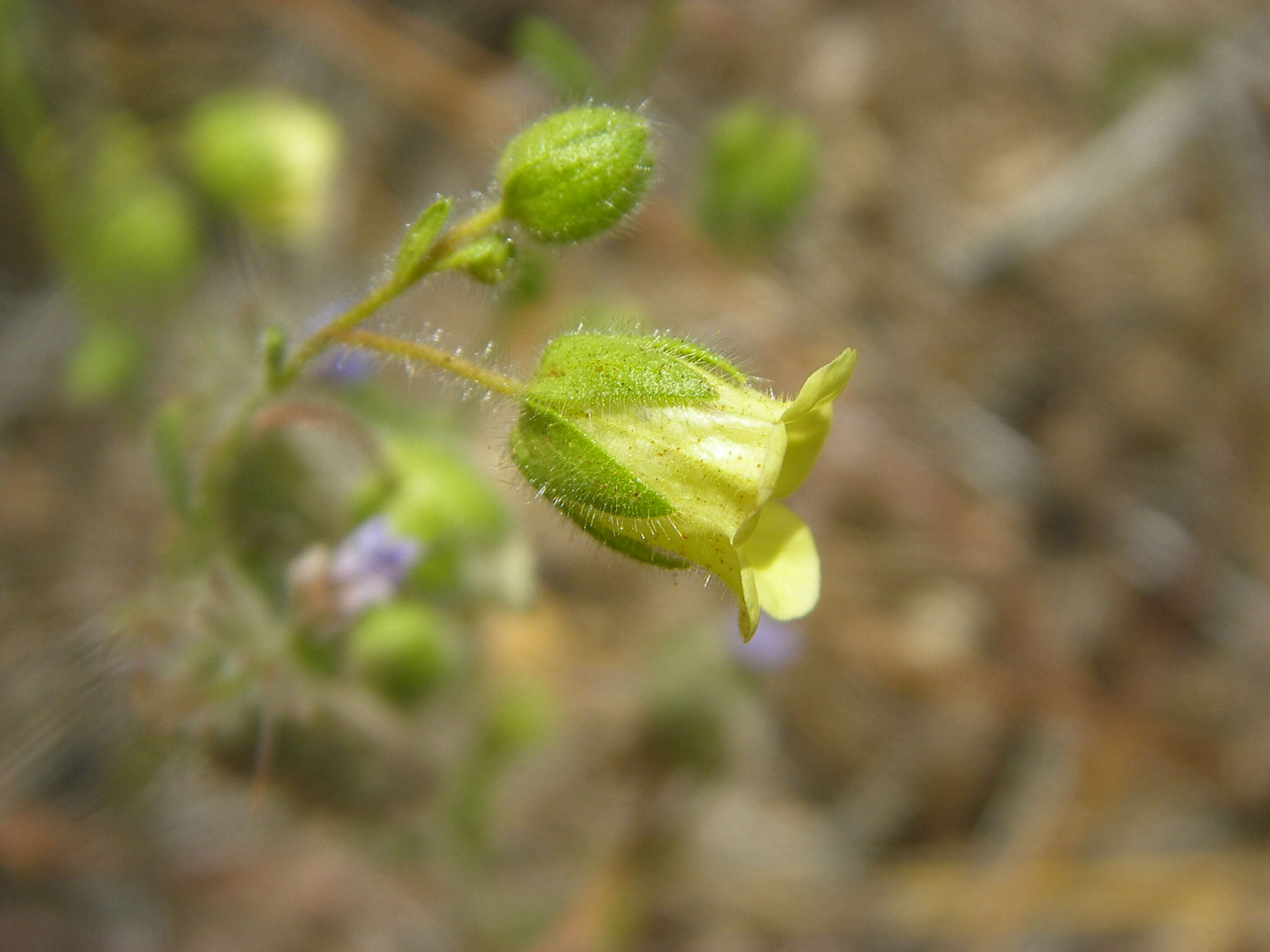 Image of whisperingbells