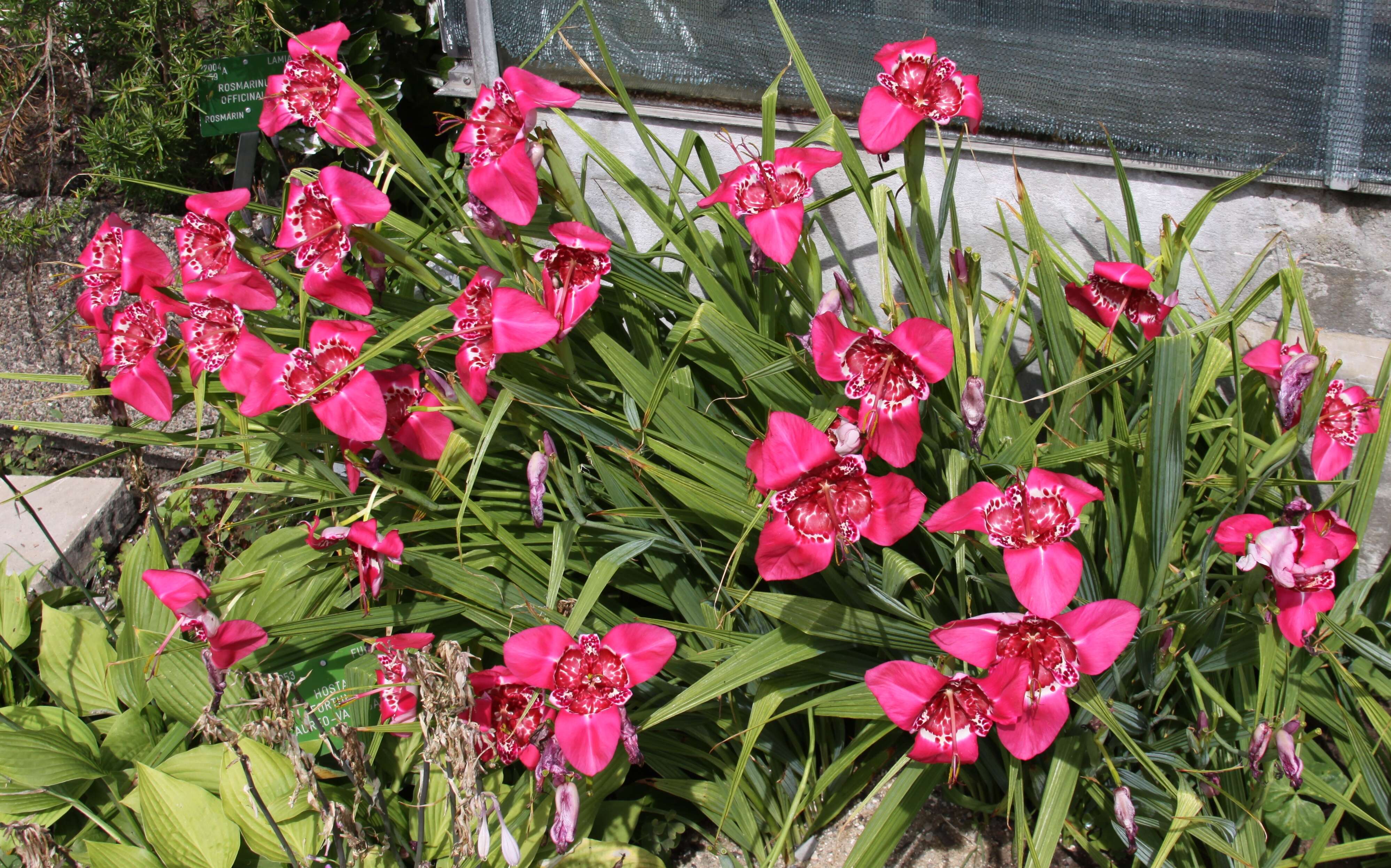 Image of peacock flower