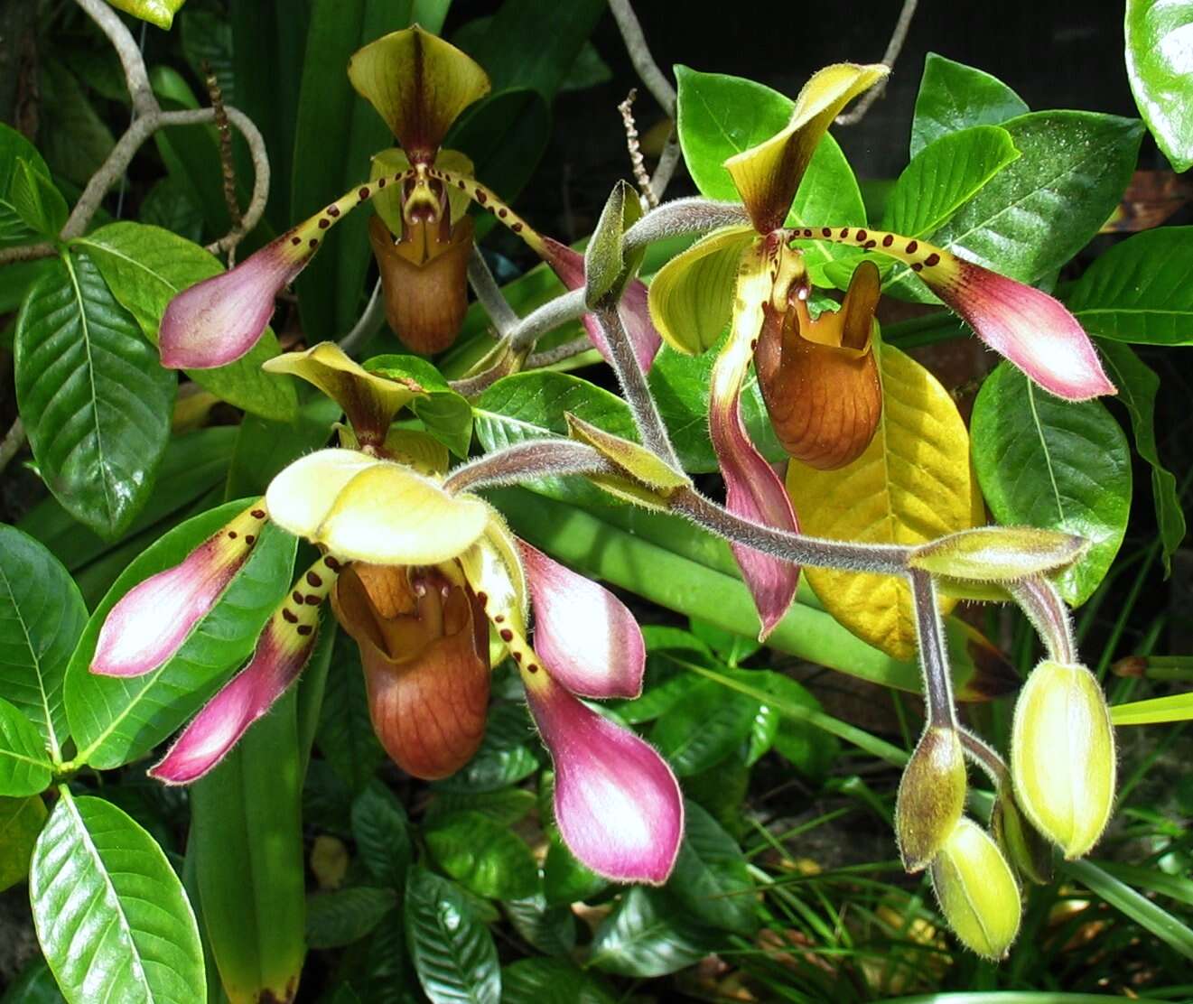 Слика од Paphiopedilum lowii (Lindl.) Stein