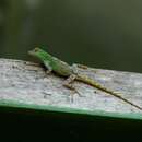 Image of Green bark anole