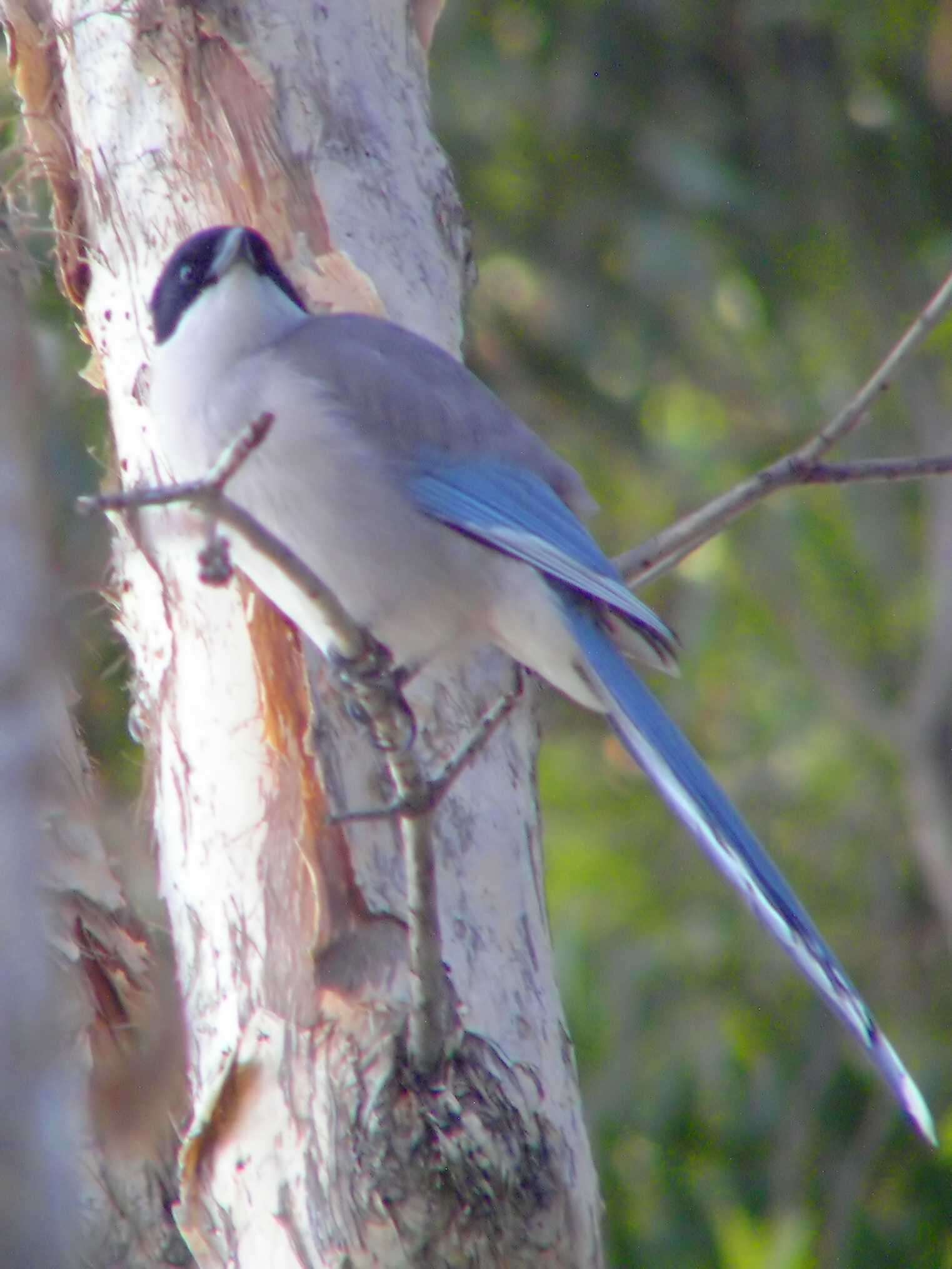 Image of Cyanopica Bonaparte 1850