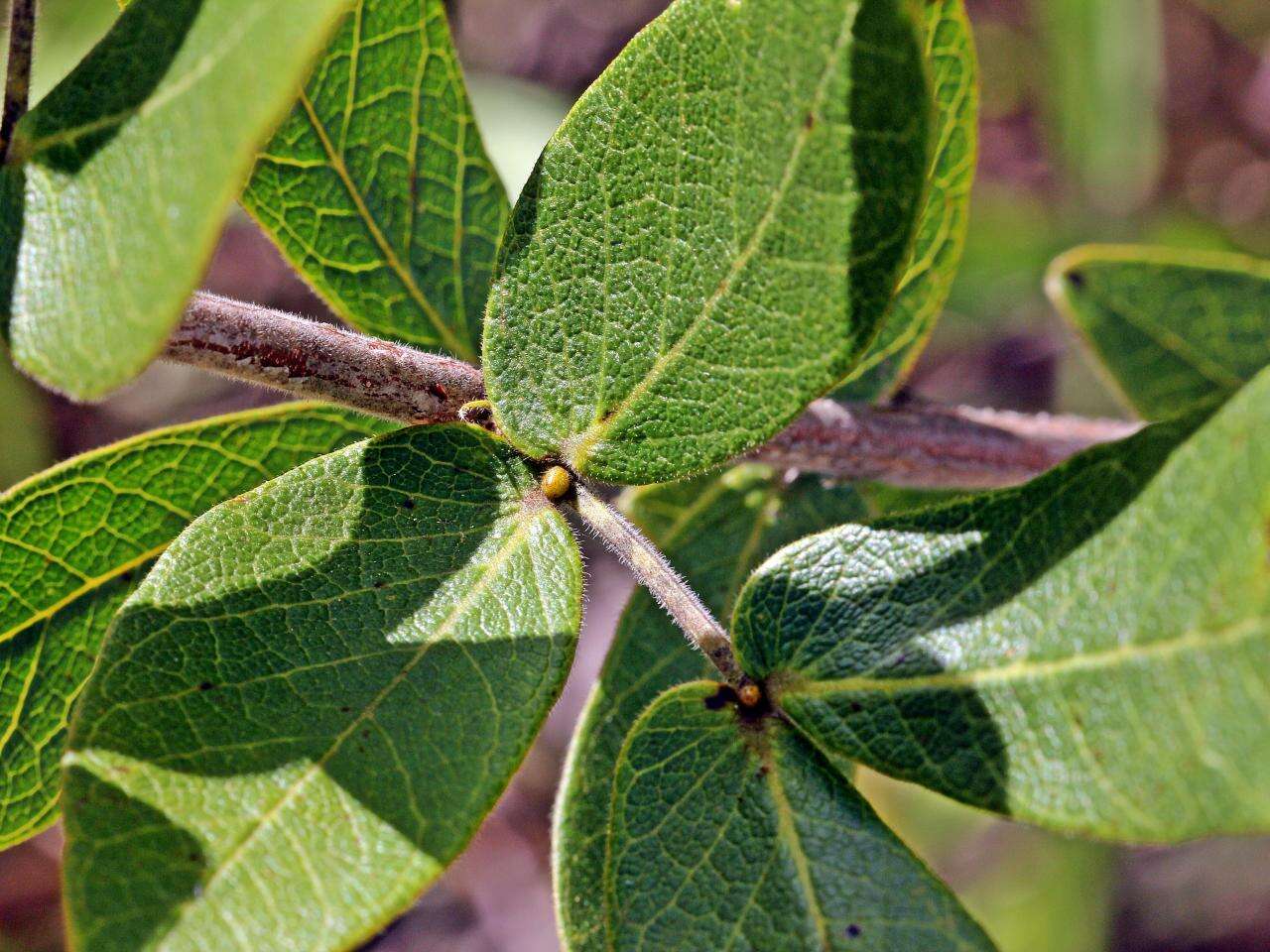 Sivun Senna rugosa (G. Don) H. S. Irwin & Barneby kuva