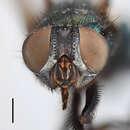 Image of Black Blow Fly