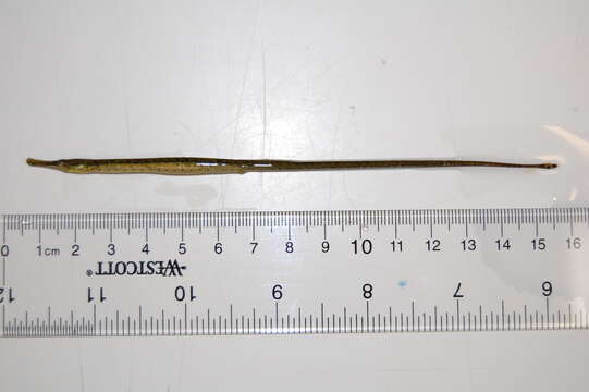 Image of seaweed pipefish