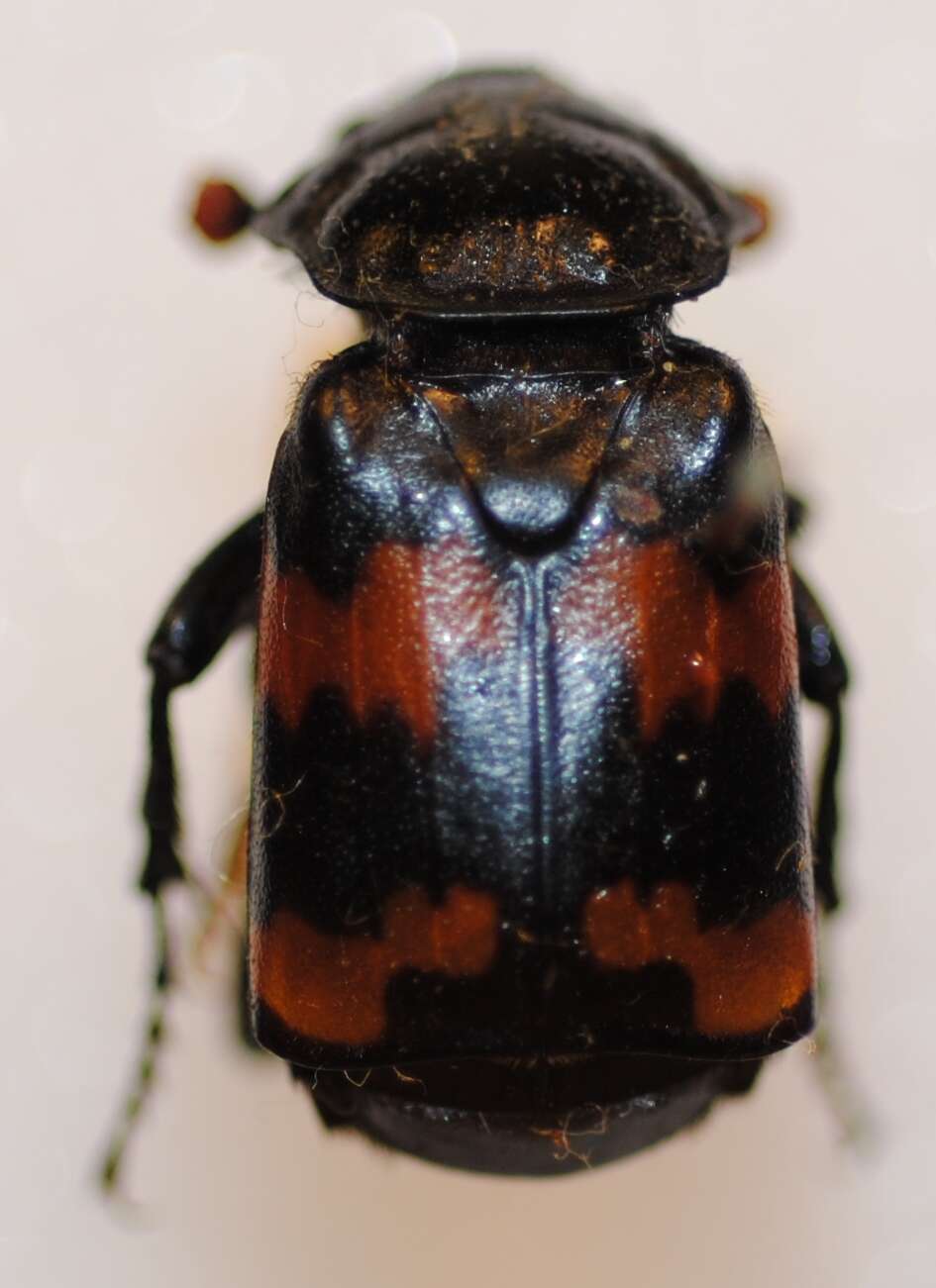 Image of Margined Burying Beetle