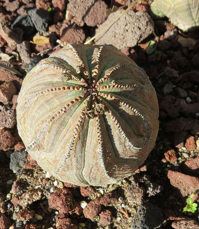 Image of Euphorbia obesa Hook. fil.