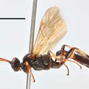 Image of Ichneumon rudolphi Holmgren 1884