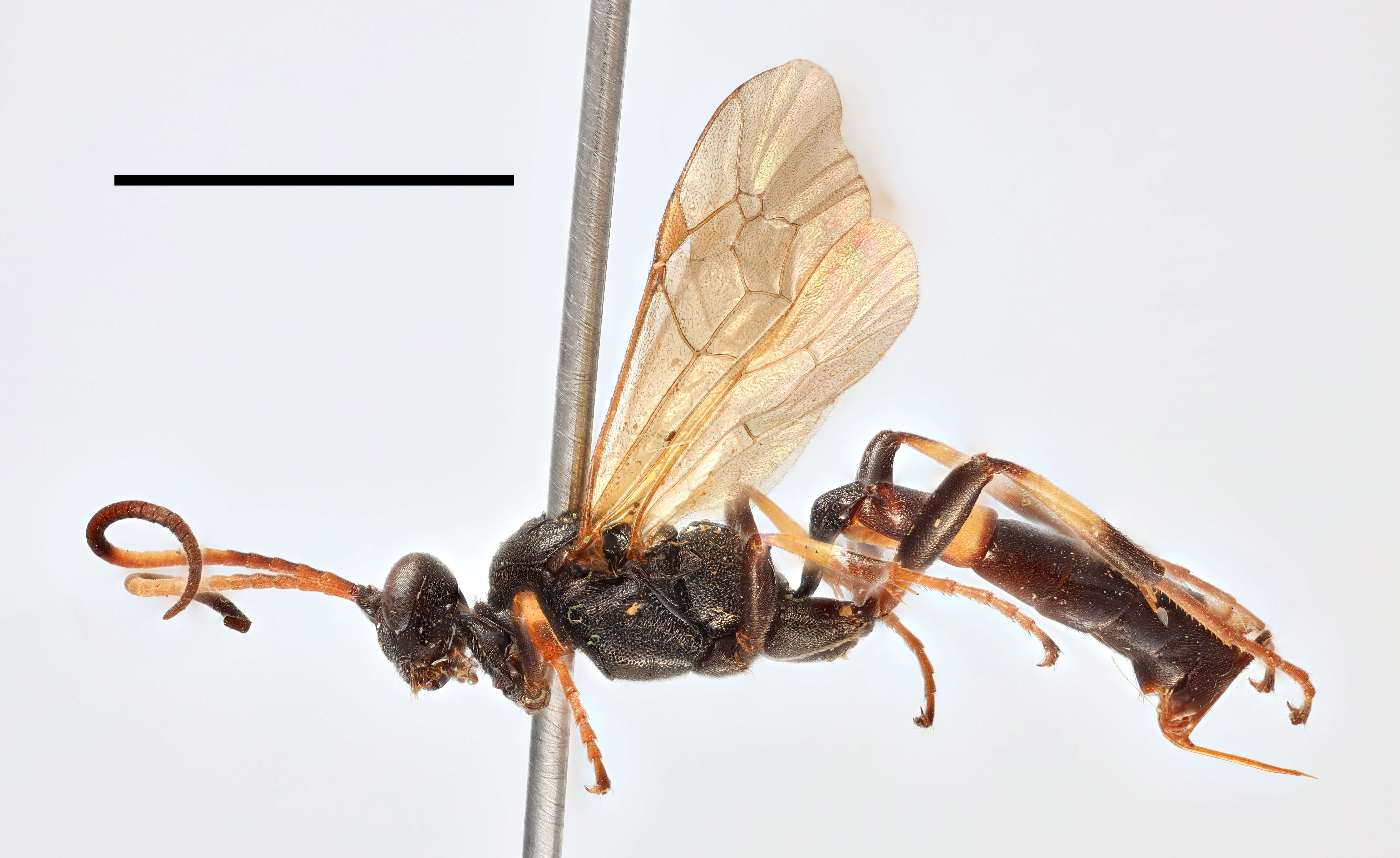 Image of Ichneumon