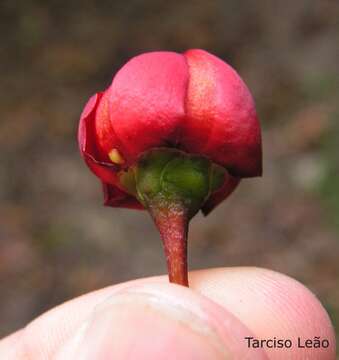 Image of Symphonia globulifera L. fil.