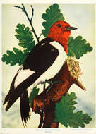 Image of Red-headed Woodpecker