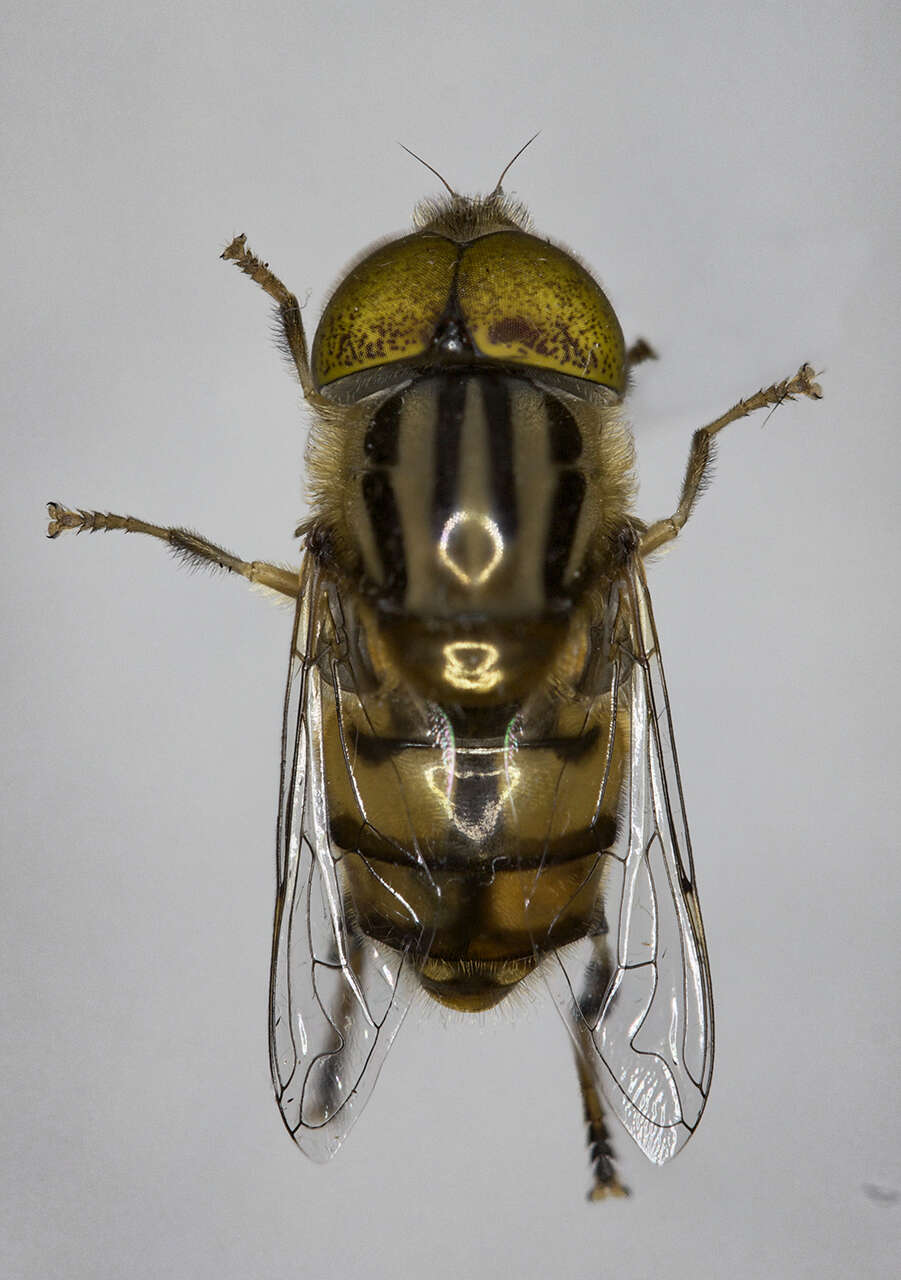 Image of Eristalinus