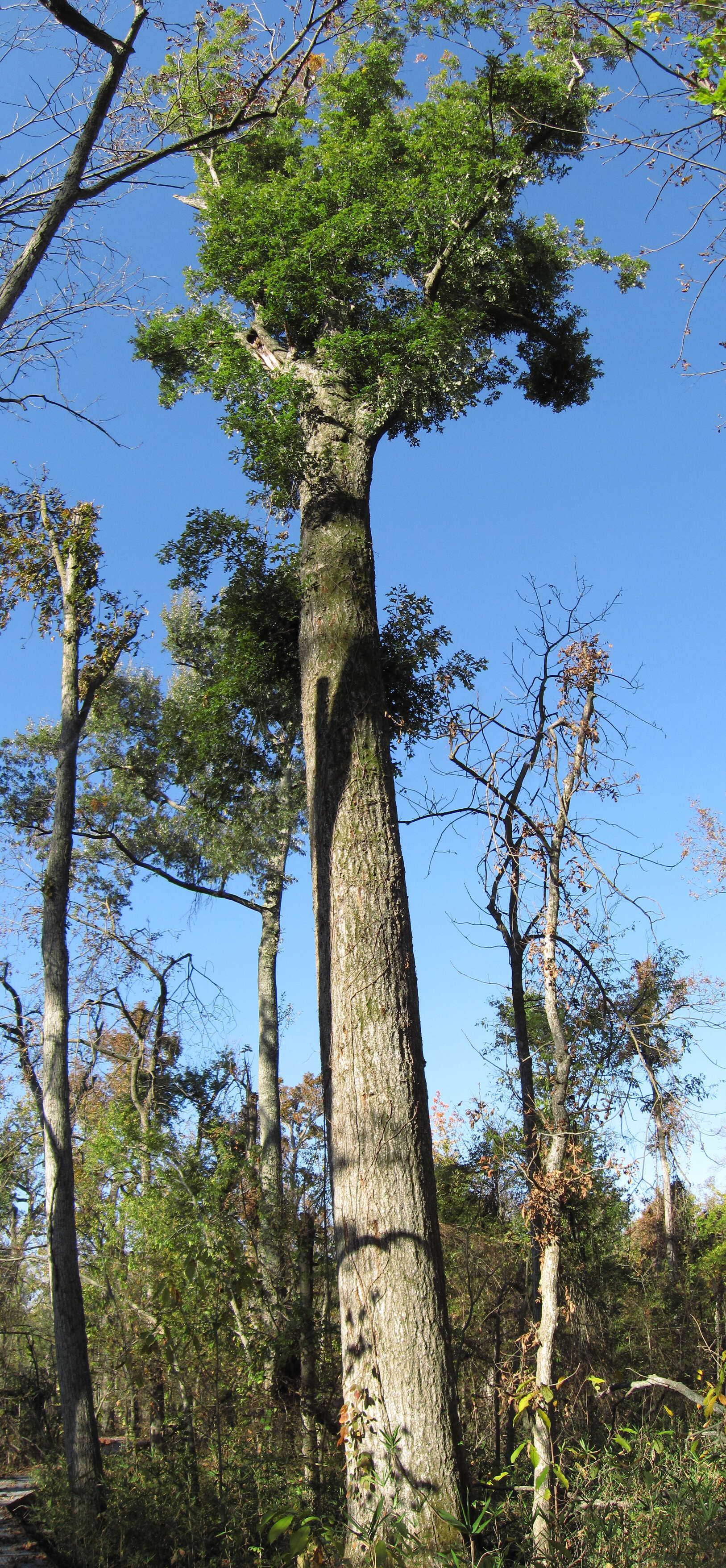 Image of overcup oak