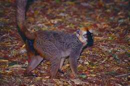 Image of true lemur