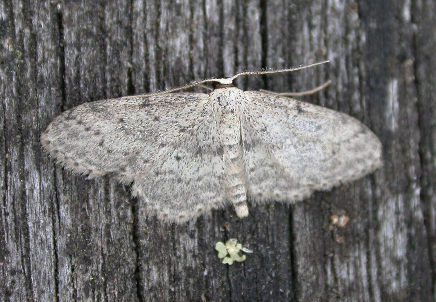 Image of Idaea