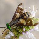 صورة Chrysops relictus Meigen 1820