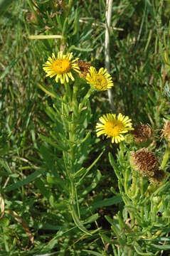 Inula multicaulis Fisch. & C. A. Mey. resmi