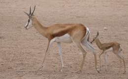 Image of Springbok