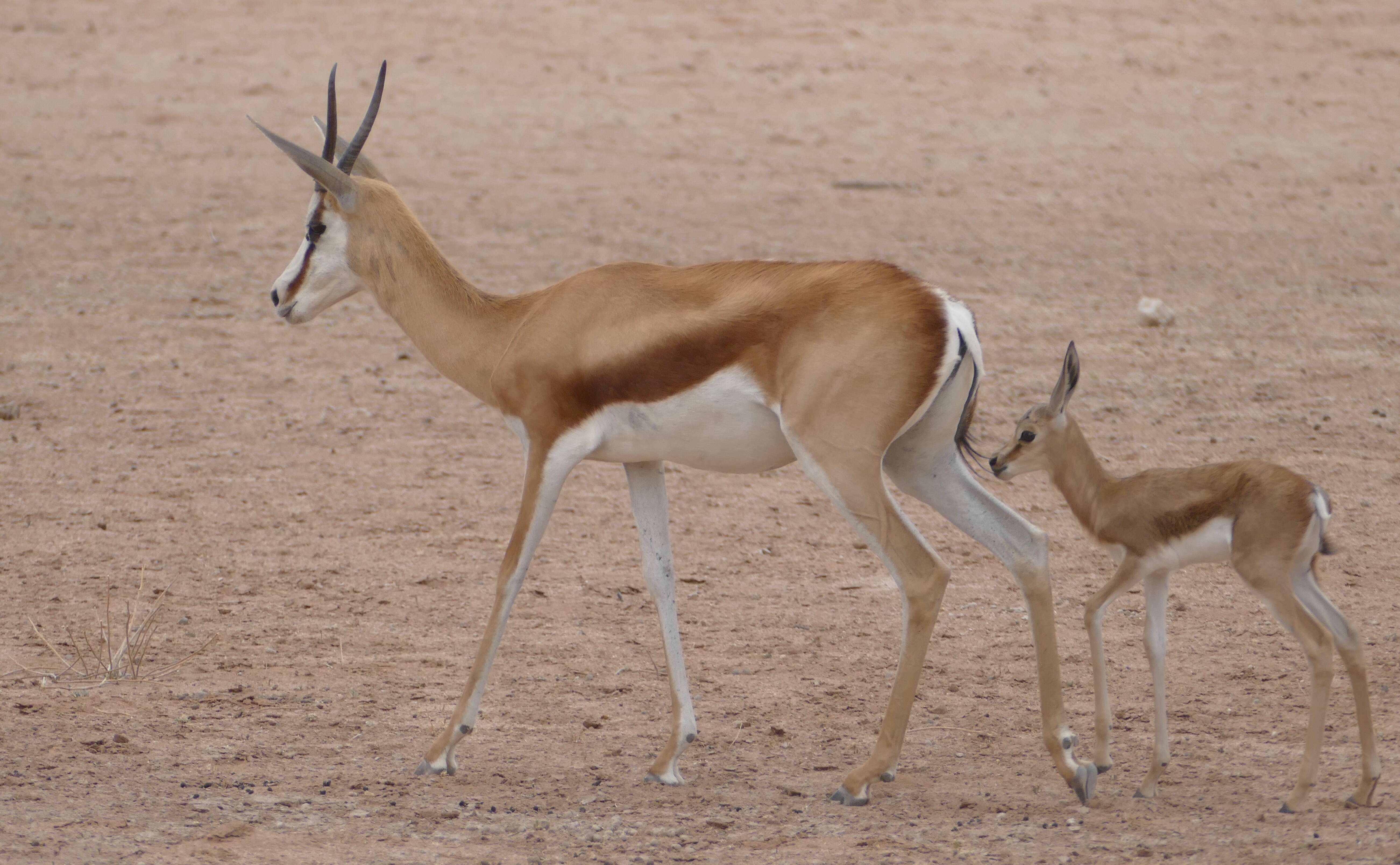 Image of Springbok