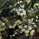 Image of Baja birdbush