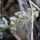 Image of Pluchea paniculata (Willd.) Karthik. & Moorthy
