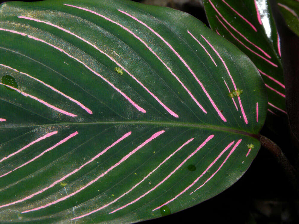 Image of Goeppertia vinosa (H. Kenn.) Borchs. & S. Suárez
