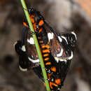 Image of Periscepta butleri