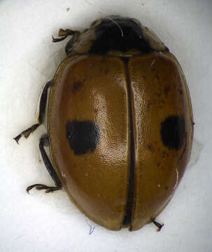 Image of twospotted lady beetle