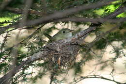 Image of Empidonax Cabanis 1855