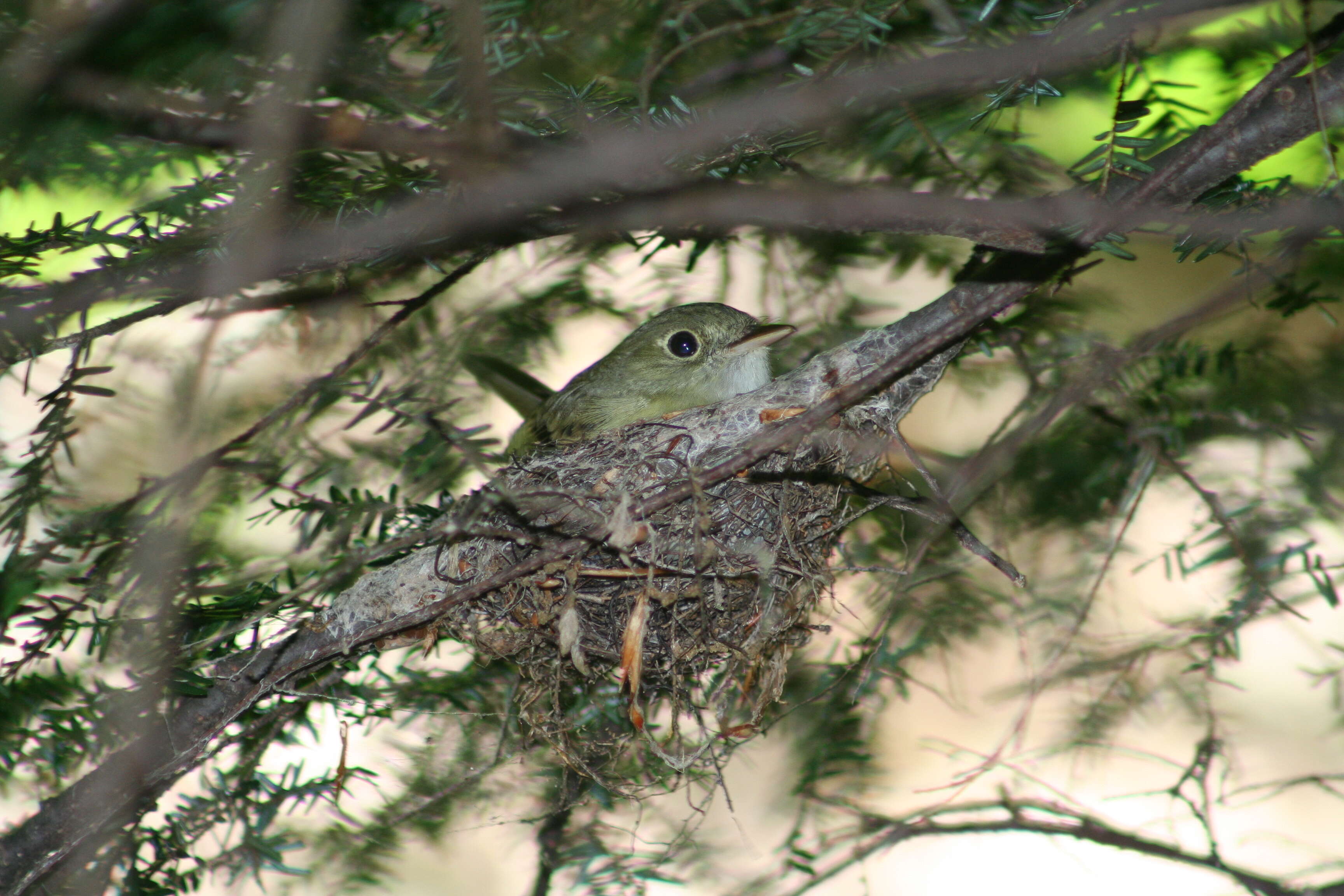 Imagem de Empidonax Cabanis 1855