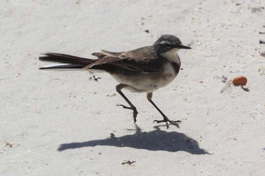 Image of Cape Wagtail