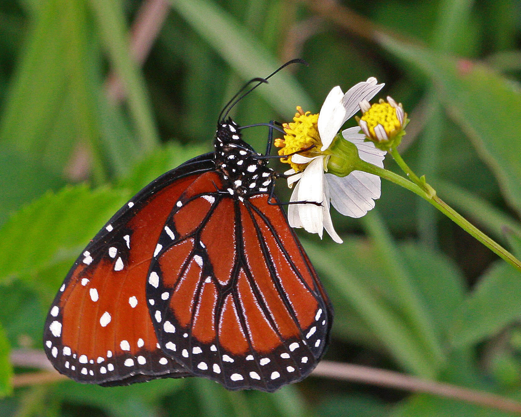 Sivun Danaus (Anosia) gilippus Cramer 1775 kuva