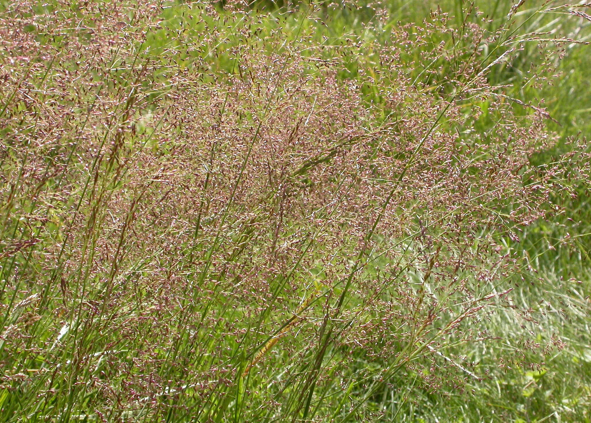 Image of bentgrass