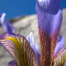 Imagem de Iris unguicularis subsp. cretensis (Janka) A. P. Davis & Jury