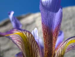 Image of Stylosa Iris