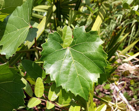 Image of muscadine