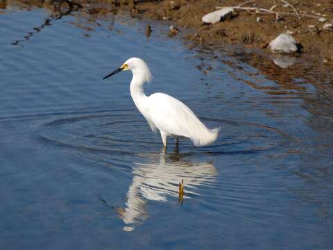 Image of Snowy Egret