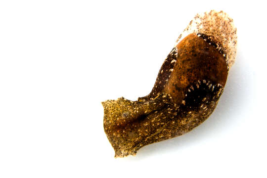 Image of Japanese bubble snail