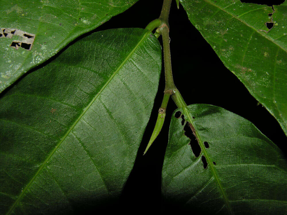 Image of Perebea xanthochyma Karst.