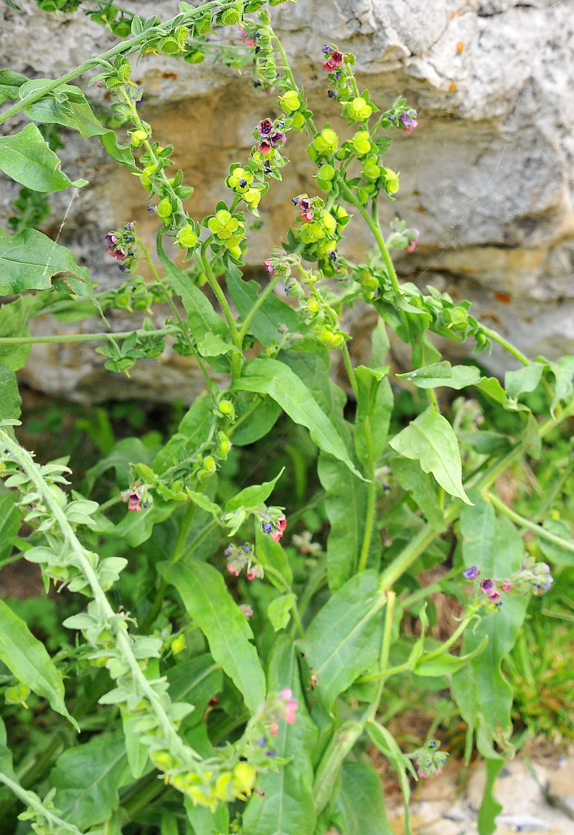 Image of hound's tongue