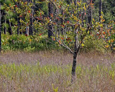 Image of Swamp Tupelo