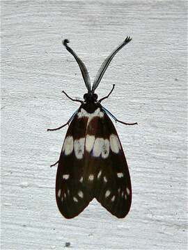 Image of red slug caterpillar (moth)