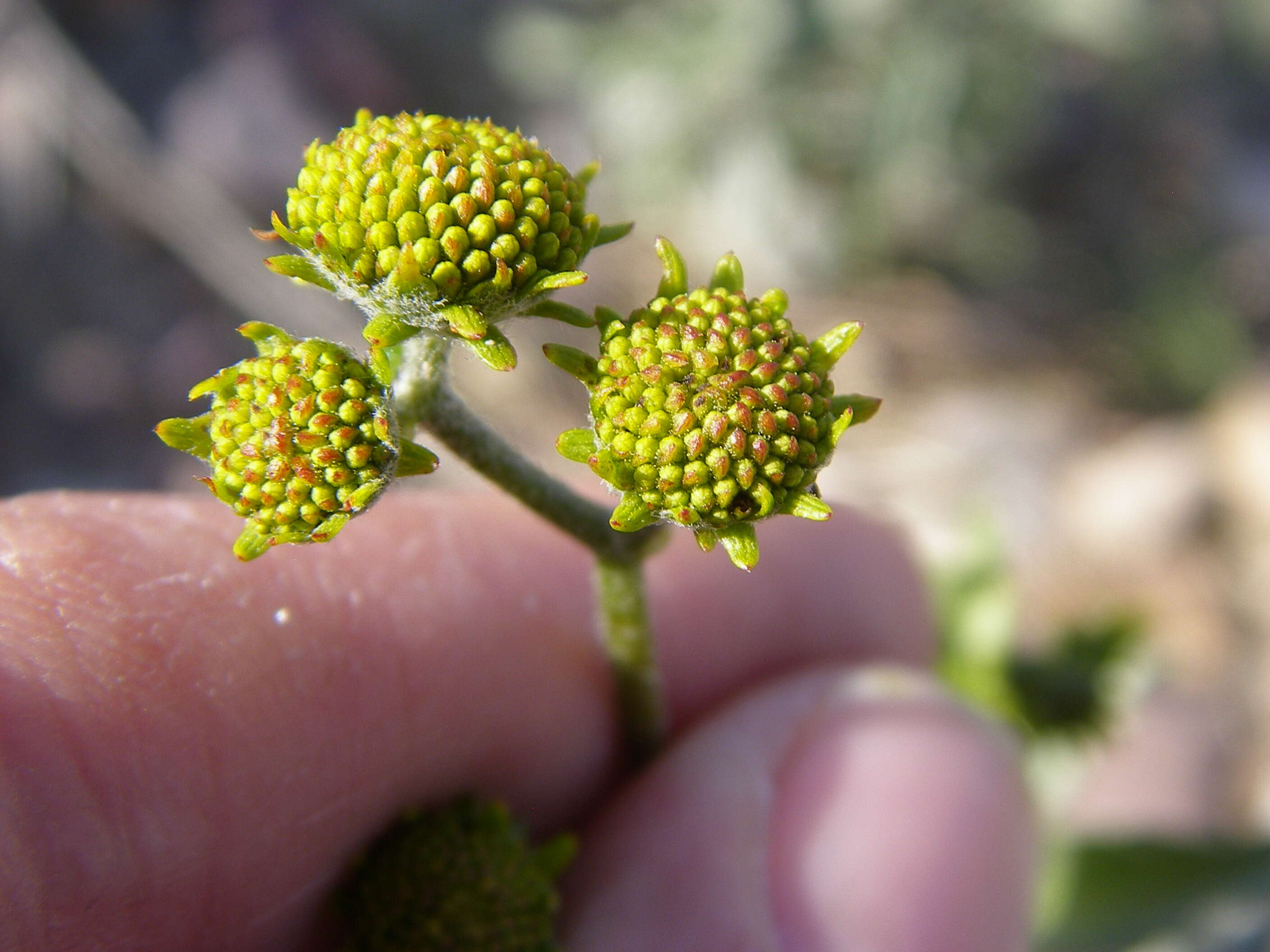 Image of desert marigold