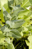 Image of Hard-Leaf Flat-Top-Goldenrod