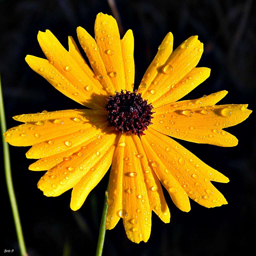 Coreopsis gladiata Walt.的圖片